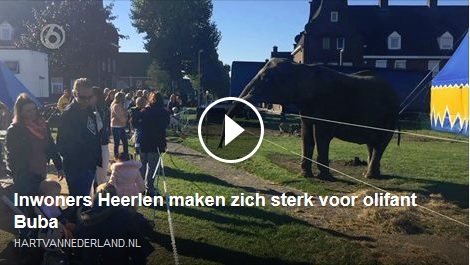 Hart van Nederland bij publieksactie voor olifant Buba